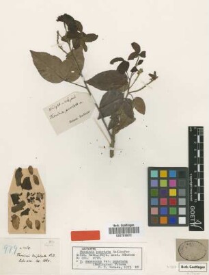 Thouinia punctata Radlk.