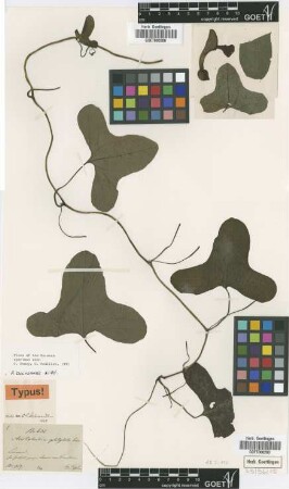 Aristolochia platyloba Garcke [type]