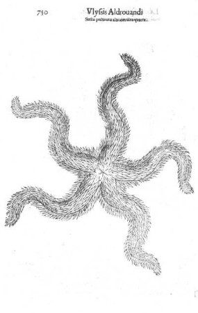 Stella pectinata albocaerulea quarta