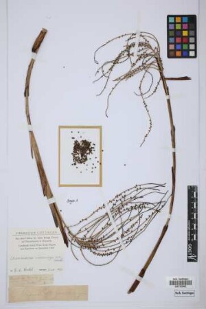 Chamaedorea warscewiczii H.Wendl.