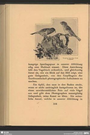 Hungrige Sperlinge beim Frühstück