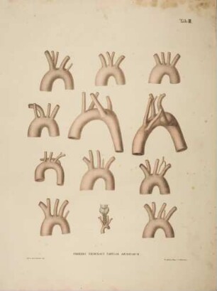 Aorta und Arterien