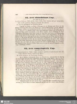92. Acer campylopterix Ung.