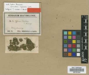 Fissidens carionis Müll.-Hal. [isotype]