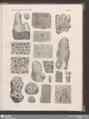 Tafel XXII
