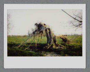 Umgebrochene Weide in einer Weidenallee, Middelhagen