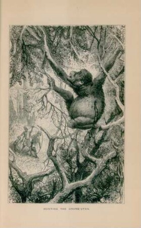 Hunting the Orang-Utan