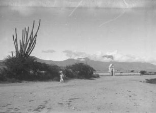 Bei Mitla : Ebene mit Kakteen und einer Mauer