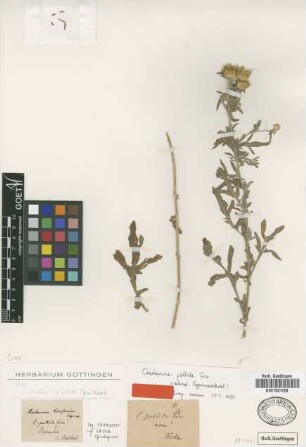 Centaurea pallida Friv. [type]