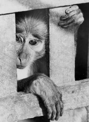 Hamburg-Stellingen. Tierpark Hagenbeck. Ein Affe hinter Gittern blickt traurig: "Lasst mich hier raus!"