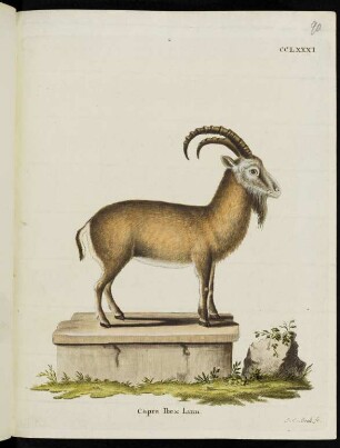 CCLXXXI Capra Ibex Linn.