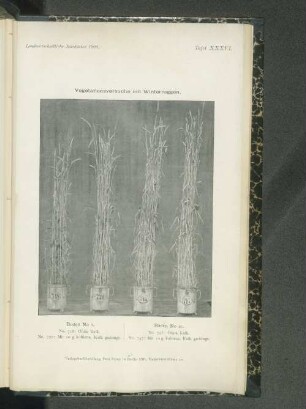 Tafel XXXVI. Vegetationsversuche mit Winterroggen