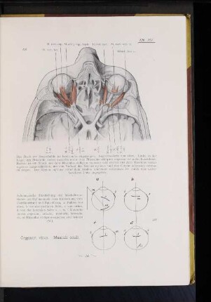 Organon visus. Musculi oculi.
