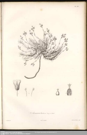 Arenaria Nodosa, Bory et Chaub