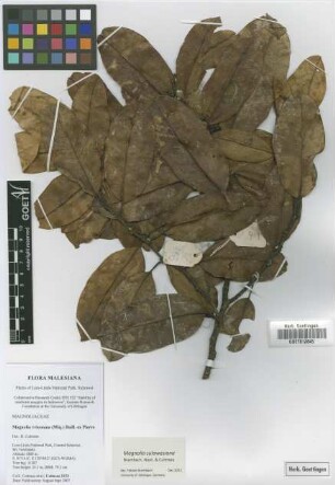 Magnolia vrieseana (Miq.) Baill. ex Pierre