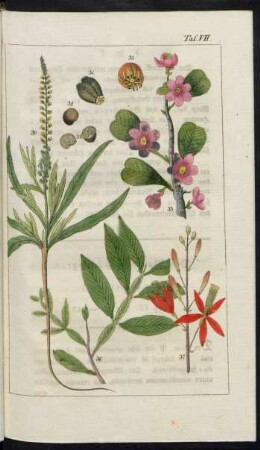 Taf. VII. Fig. 30. - 37.