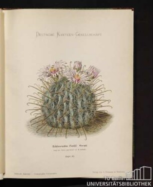 Echinocactus Fordii Orcutt.