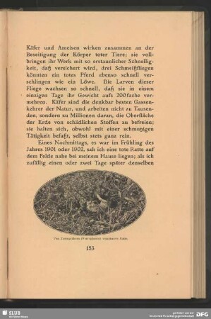 Von Totengräbern, Necrophorus, verscharrte Ratte