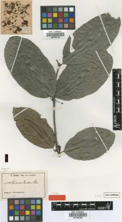 Salacia zenkeri Loes. [syntype]