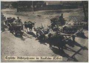 Transport mit Büffelgespannen in Tiflis