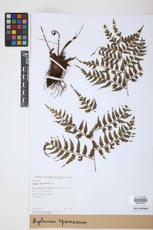 Asplenium squamosum L.