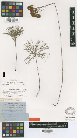 Schizaea occidentalis Griseb.
