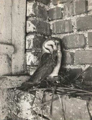 Schleiereule (Tyto alba SCOP.), mit Beute am Schlafplatz