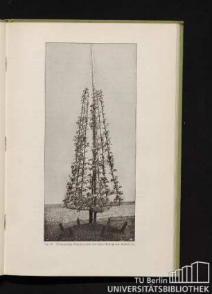 Fig. 23. Siebenjährige Flügelpyramide der Sorte Hardenponts Butterbirne.