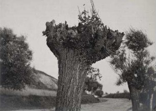 Weide mit Johannisbeerstrauch