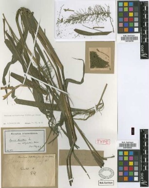 Panicum [illegible] Sw. var. polychaetum Hack.