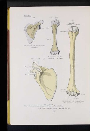 Ad evolutionem ossium extremitatum.
