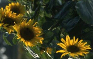 Sonnenblumen : Sonnenblumen im Oderbruch. Aufgenommen 2001