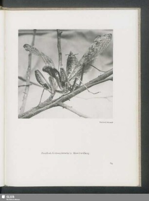 Zweifleck-Gottesanbeterin in Abwehrstellung