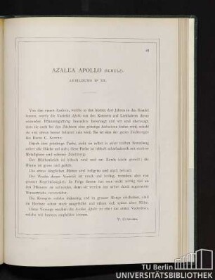 Azalea Apollo.