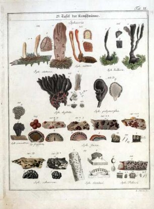 2e Tafel der Kernschwämme