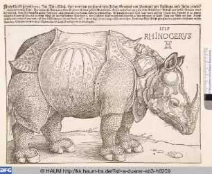 Rhinoceros (Rhinocerus)