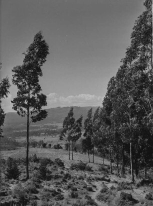 Hochland von Abessinien : Blick über das Hochland von Abessinien in der Nähe des Mount Entoto bei Addis Abeba