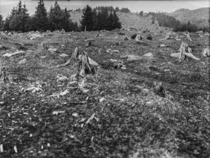 Gerodeter Wald : Blick über eine gerodete Waldfläche