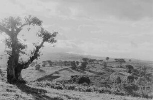 Savannenlandschaft (Äthiopienreise 1937/1938 - 7. Flugreise nach Dembi Dolo und Ausflüge ins Umland)