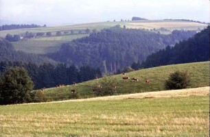 St. Peter: Kuhherde (Sauwasen)
