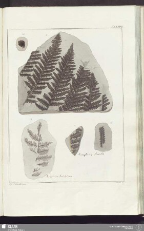 Tab. XXXVII