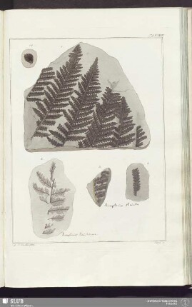 Tab. XXXVII