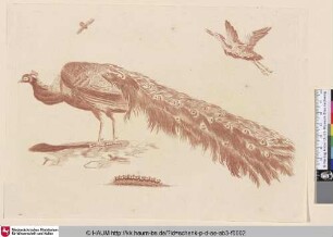 [Pfau (Pavo cristatus) im Profil nach links mit einer Raupe, einer Fliege, hinten rechts ein Kranich; Peacock; Pauw]