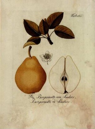 Tab. 165. Die Bergamotte von Soulers [...]
