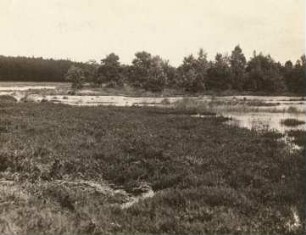 Oberlausitzer Niederung. Waldmoor bei Koblenz, östlich von Werminghoff (Knappenrode)