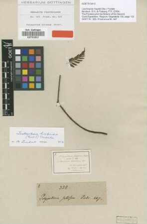 Polypodium setosum G.Forst. [type]