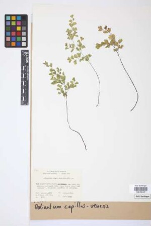 Adiantum capillus-veneris