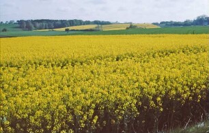 Rapsfeld