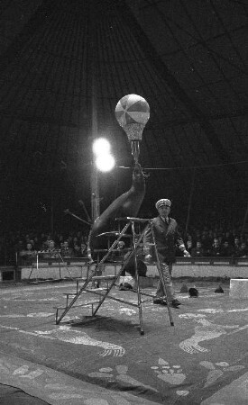 Gastspiel des Zirkus Hagenbeck in Karlsruhe.