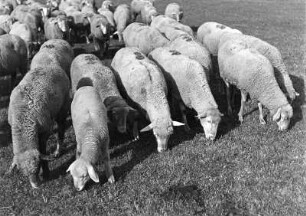 Tiere. Weidende Schafherde